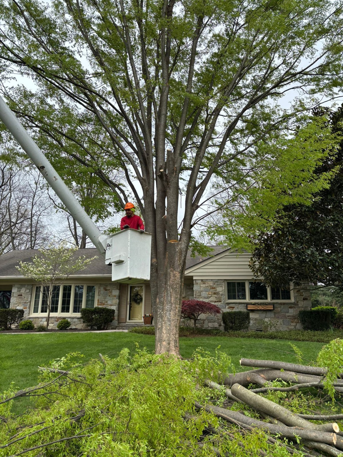 Tree Planting Services: L.C Tree Services project