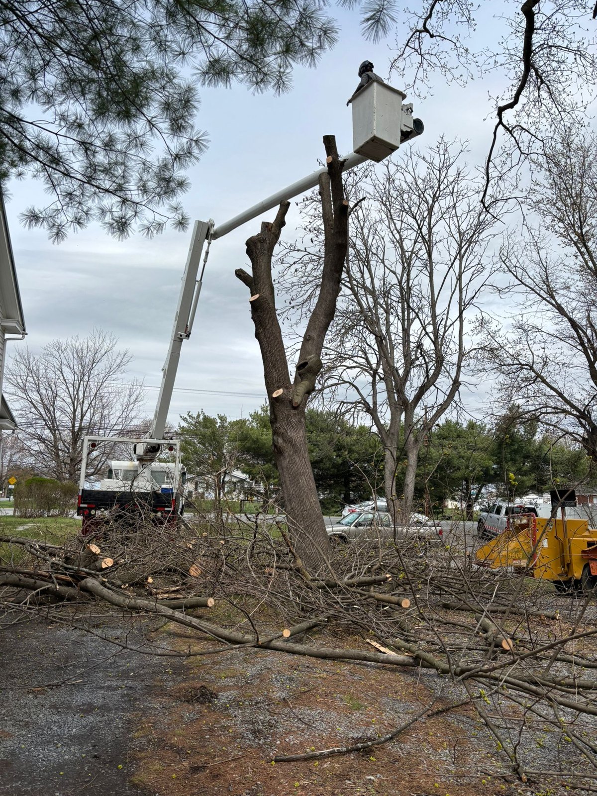 L.C Tree Services crew and tree care project