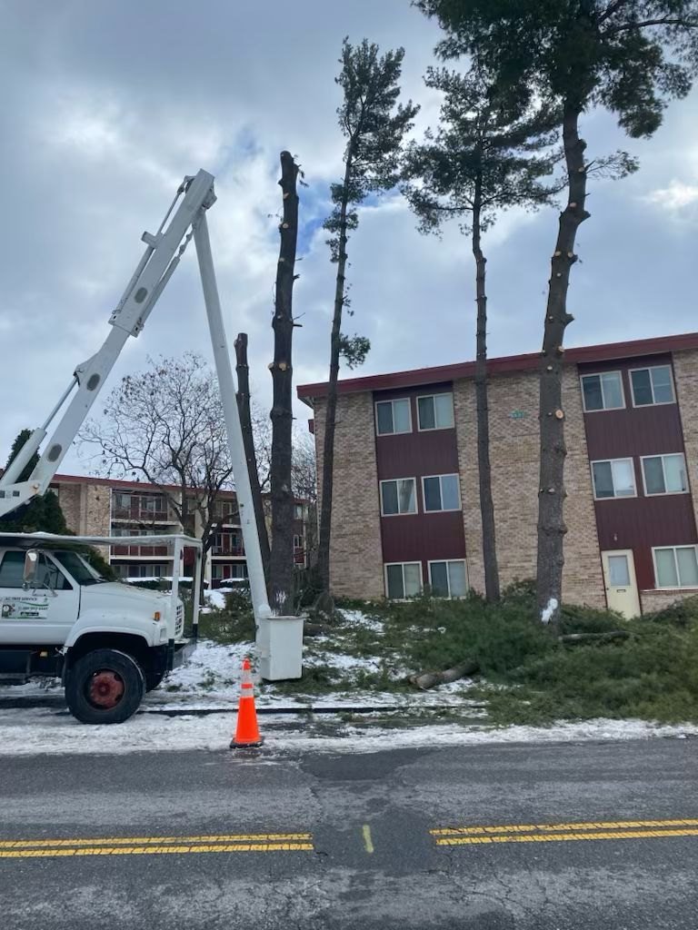 L.C Tree Services crew and tree care project
