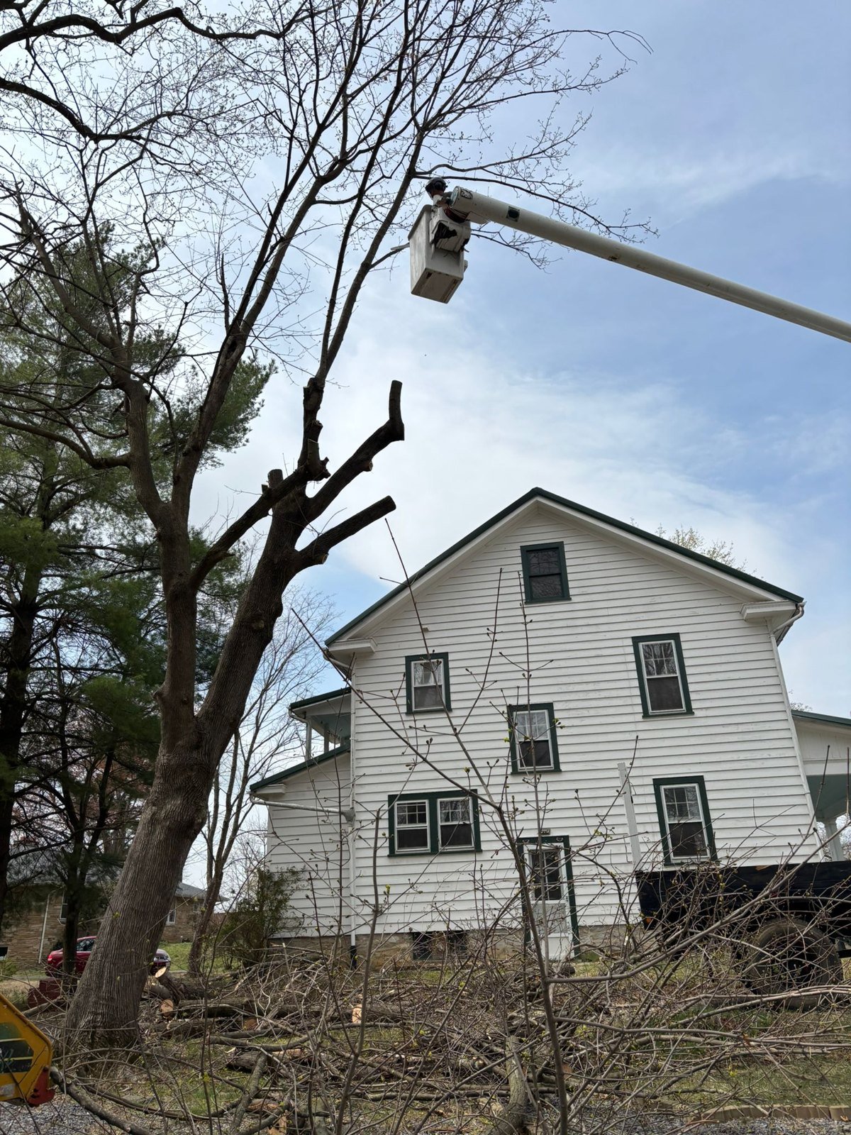 Tree Cutting: L.C Tree Services project