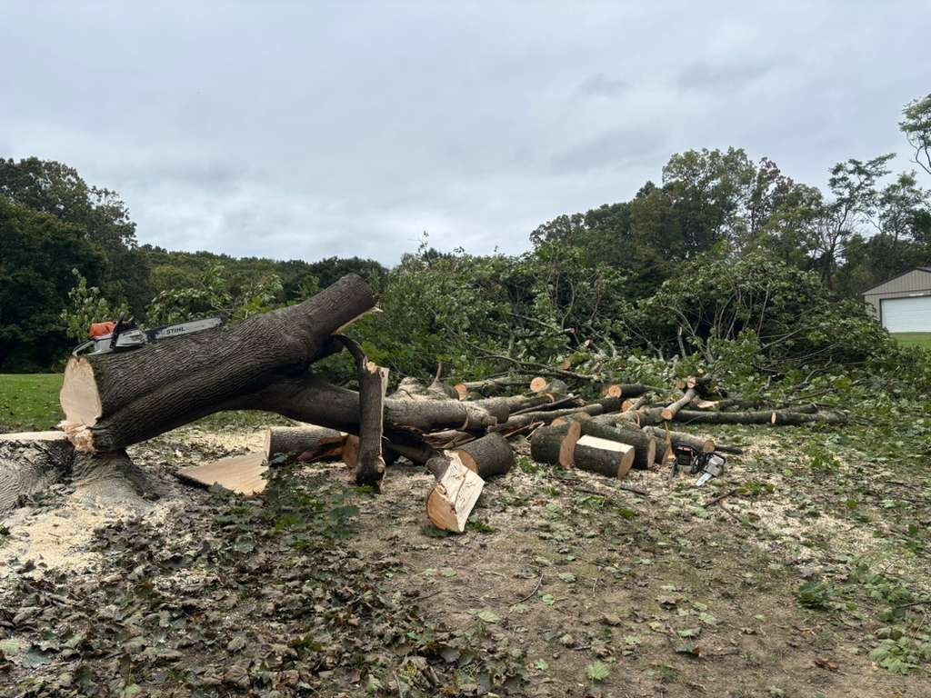 L.C Tree Services crew and tree care project