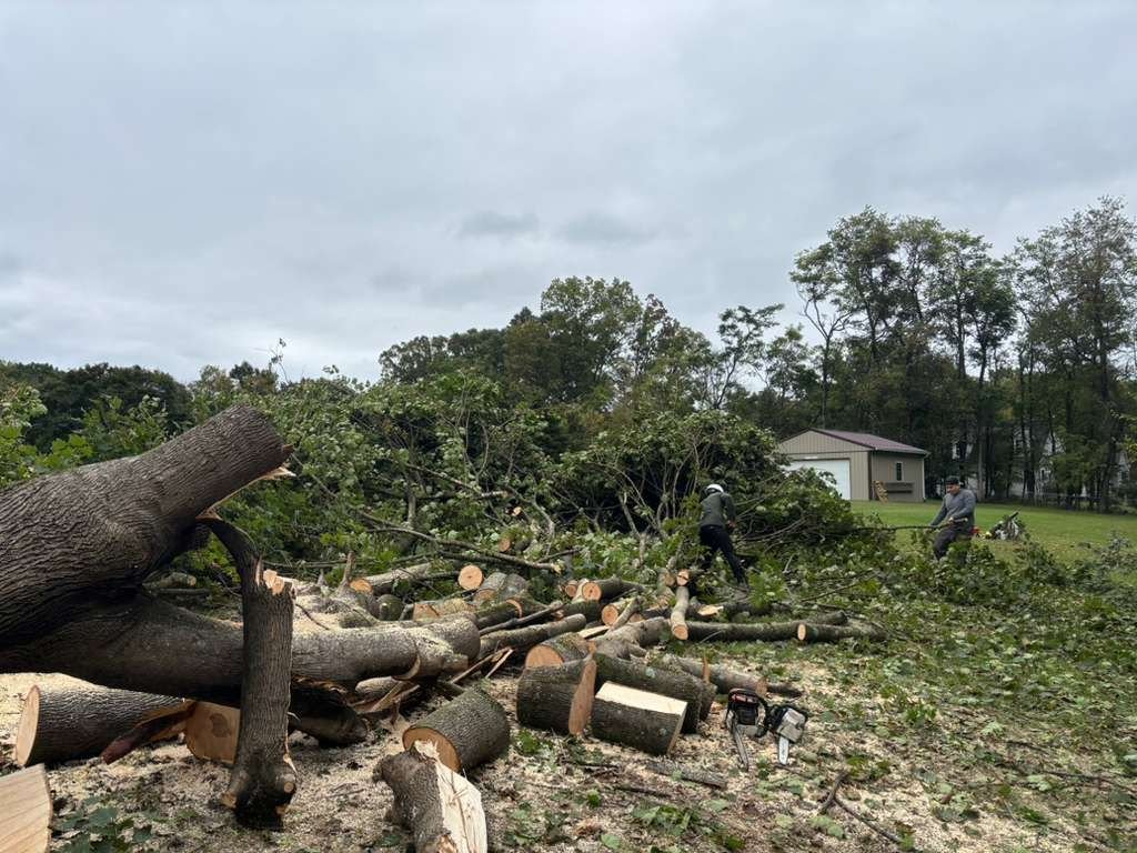 Clean Up: L.C Tree Services project