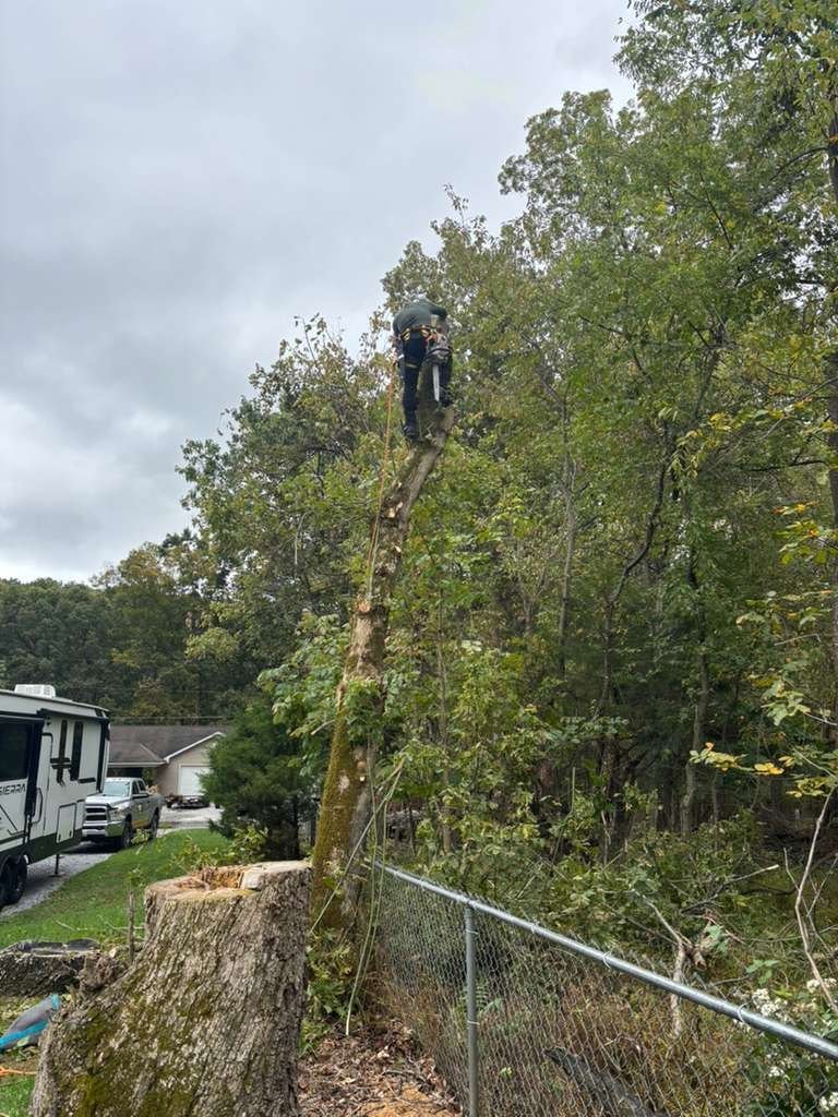 L.C Tree Services crew and tree care project