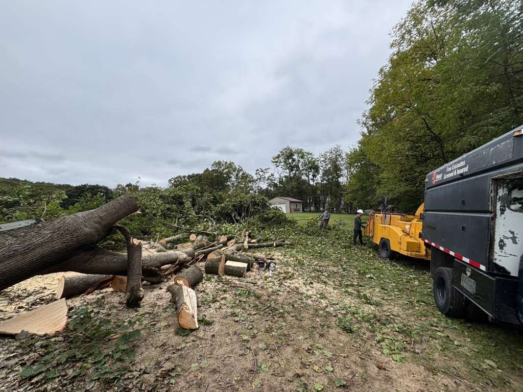 L.C Tree Services crew and tree care project