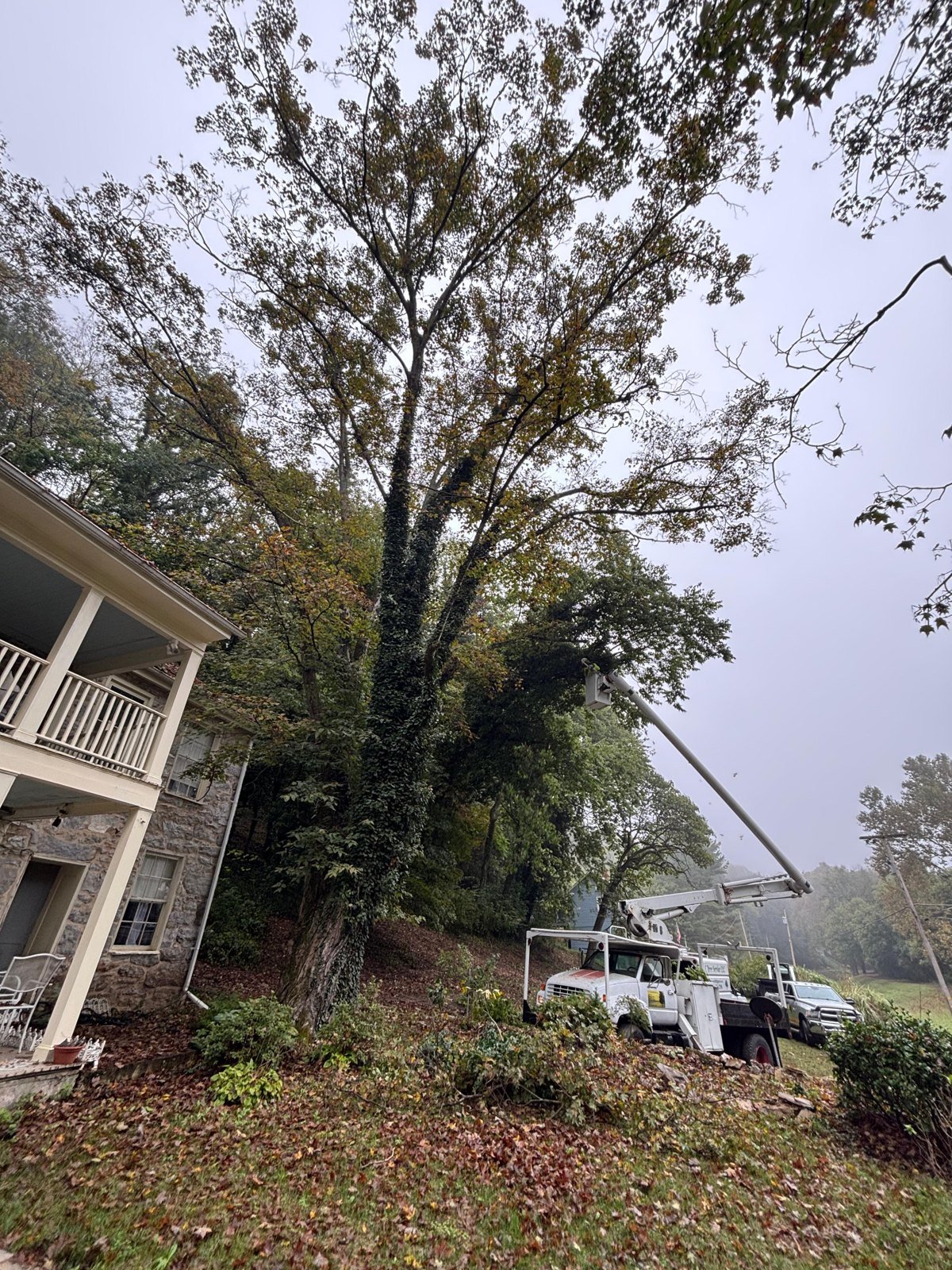 L.C Tree Services crew and tree care project