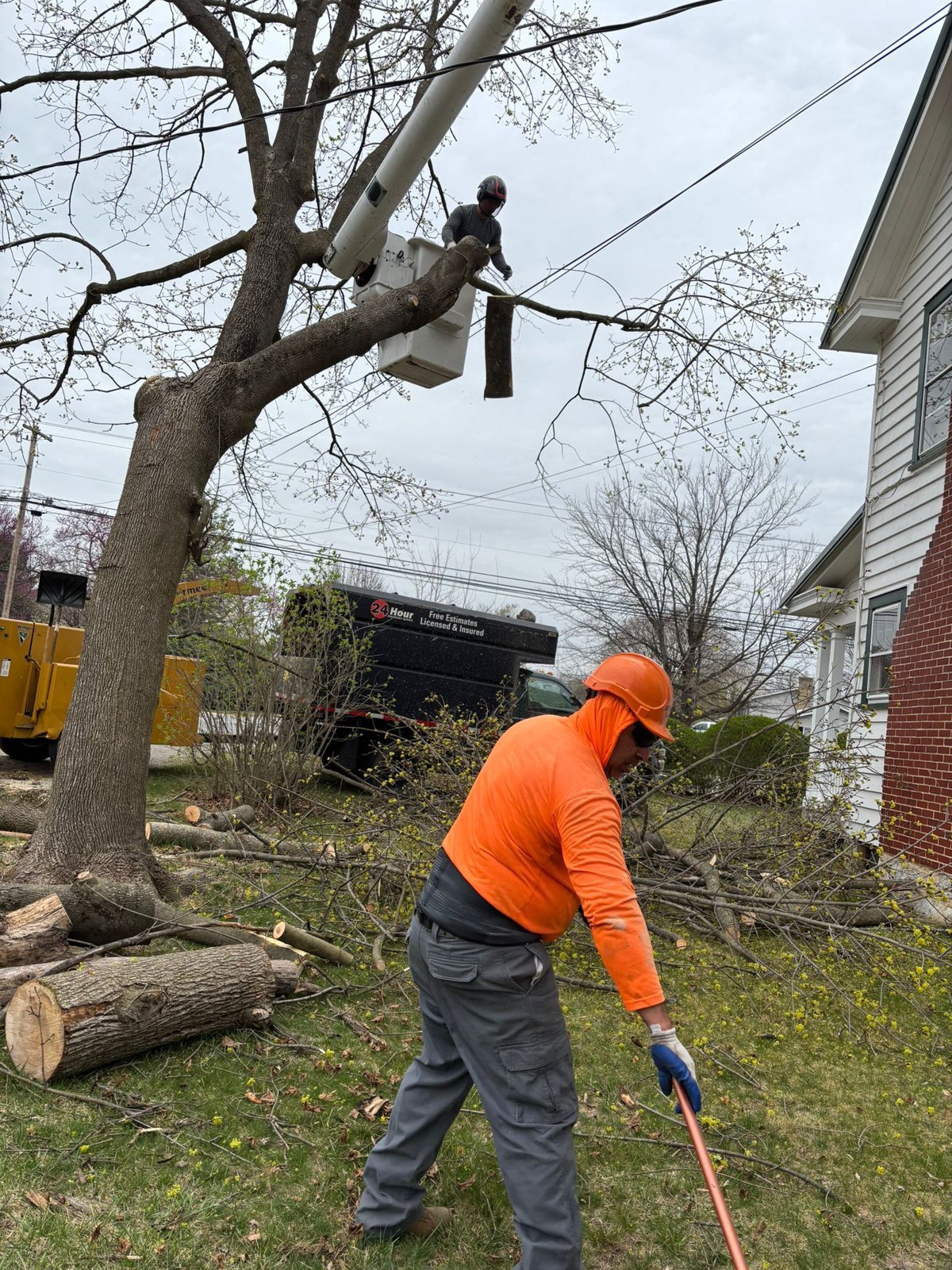 Tree Trimming: L.C Tree Services project