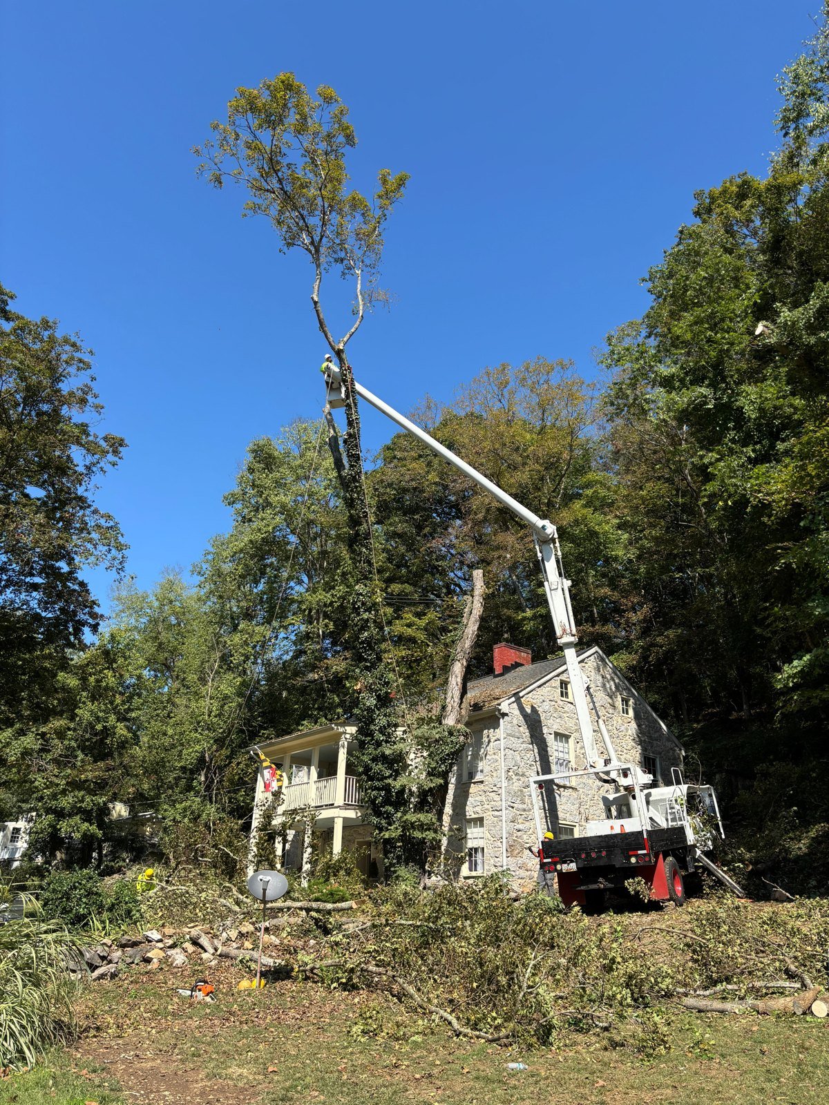 L.C Tree Services crew and tree care project
