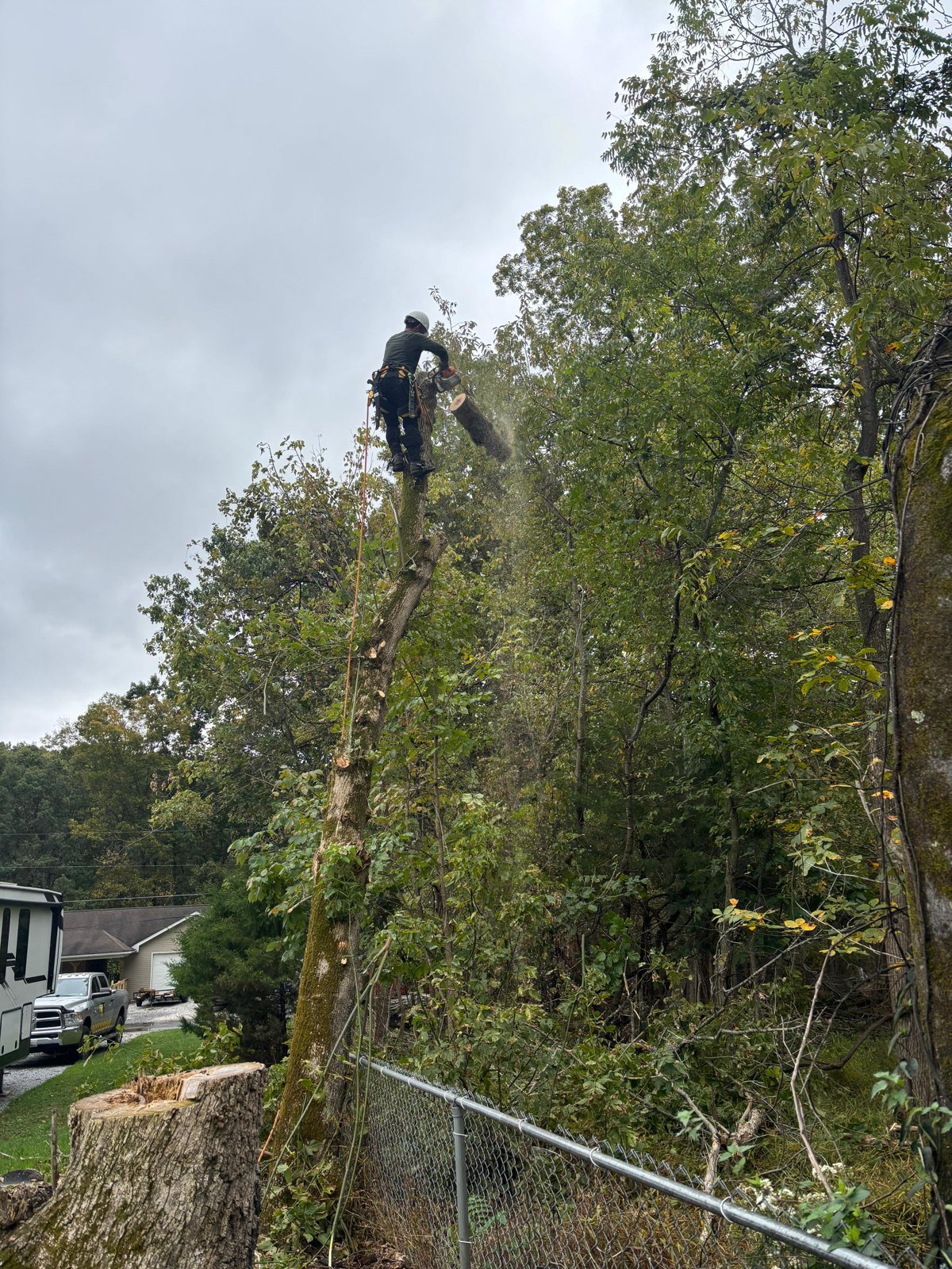 L.C Tree Services crew and tree care project