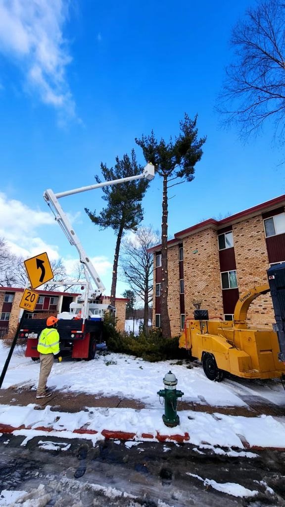 Tree Removal: L.C Tree Services project