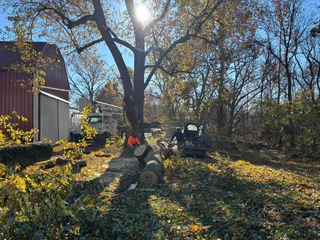 L.C Tree Services crew and tree care project